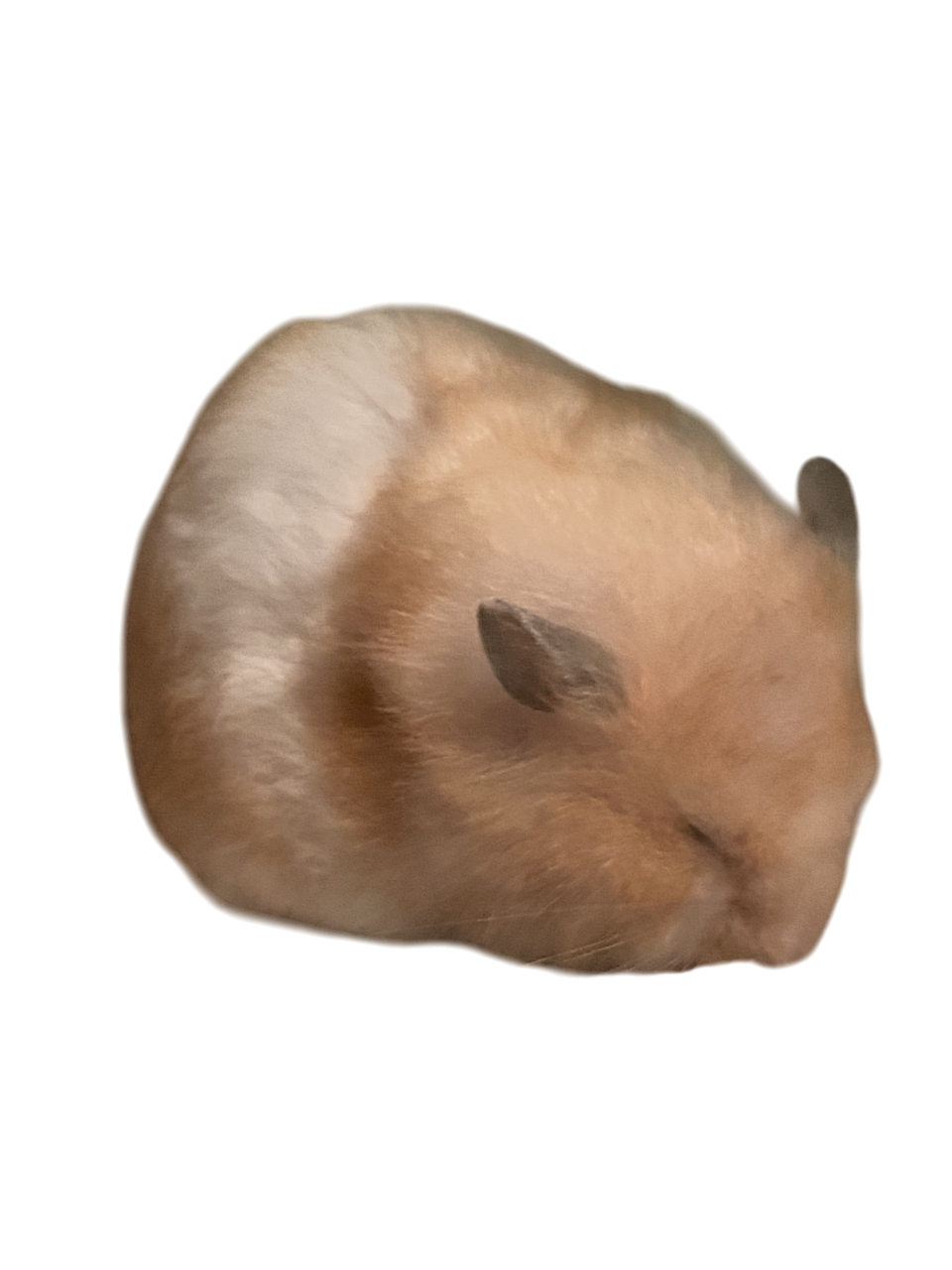 Hamster health check