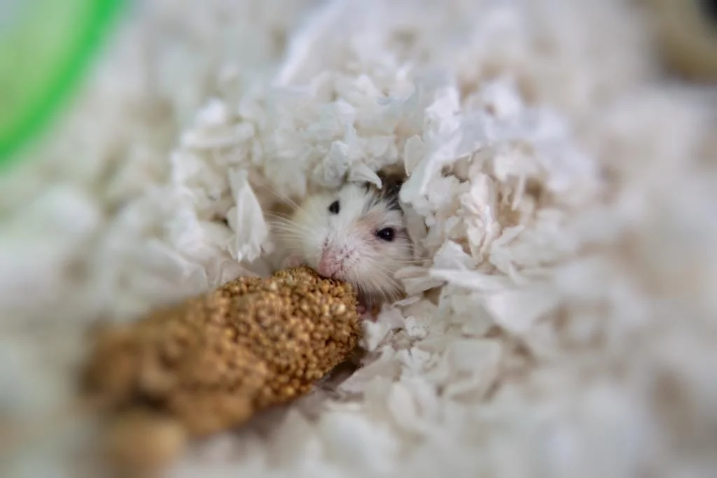 White paper bedding in hamster cage